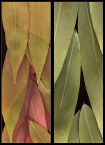The tender leaves of ‘Na’ in different shades